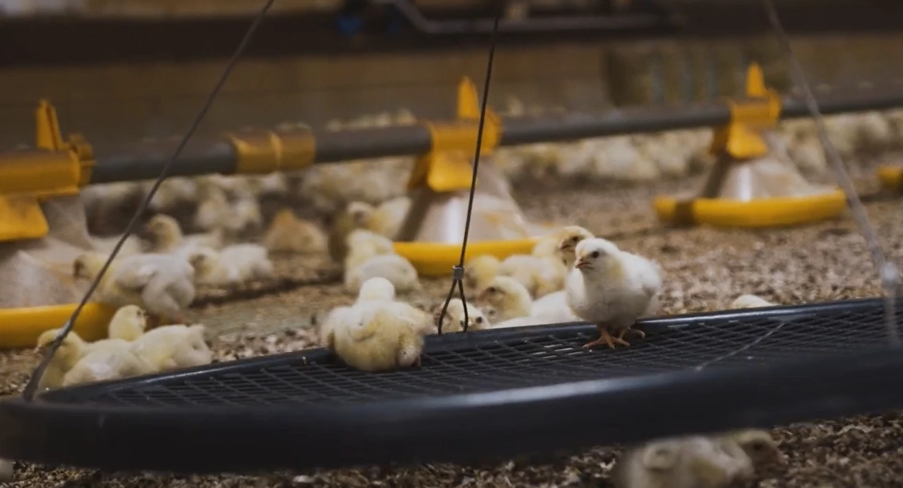 Hühner auf einer Wiese